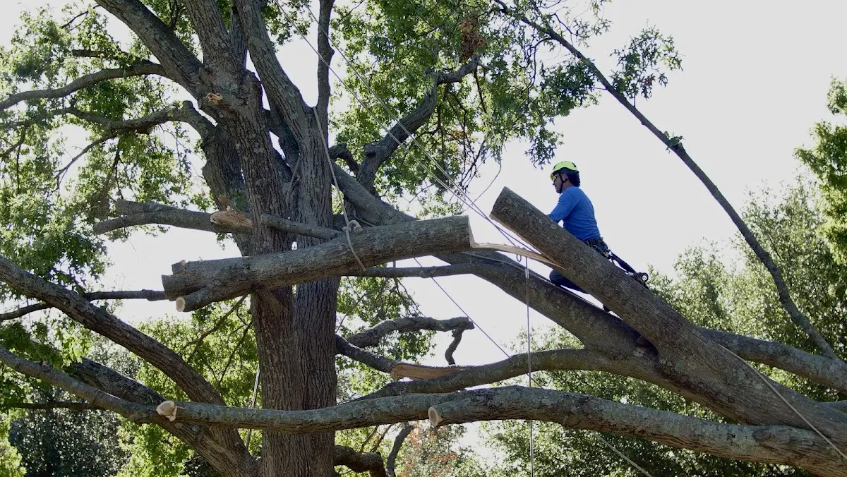 Professional Crown Thinning performed by certified arborists in Waco