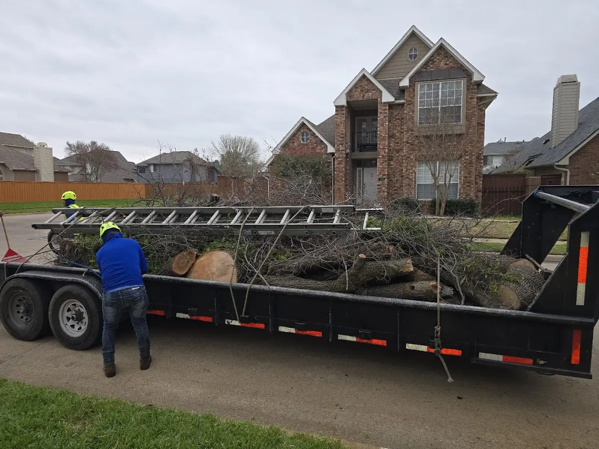 Expert Tree Removal with proper safety equipment in Waco